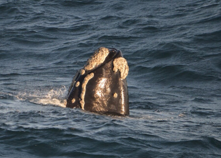 parte de ballena sobresaliendo del mar